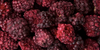 Nim’s Premium Freeze Dried Whole Blackberry 50g - 1Kg